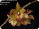 Dendrobium serratilabium